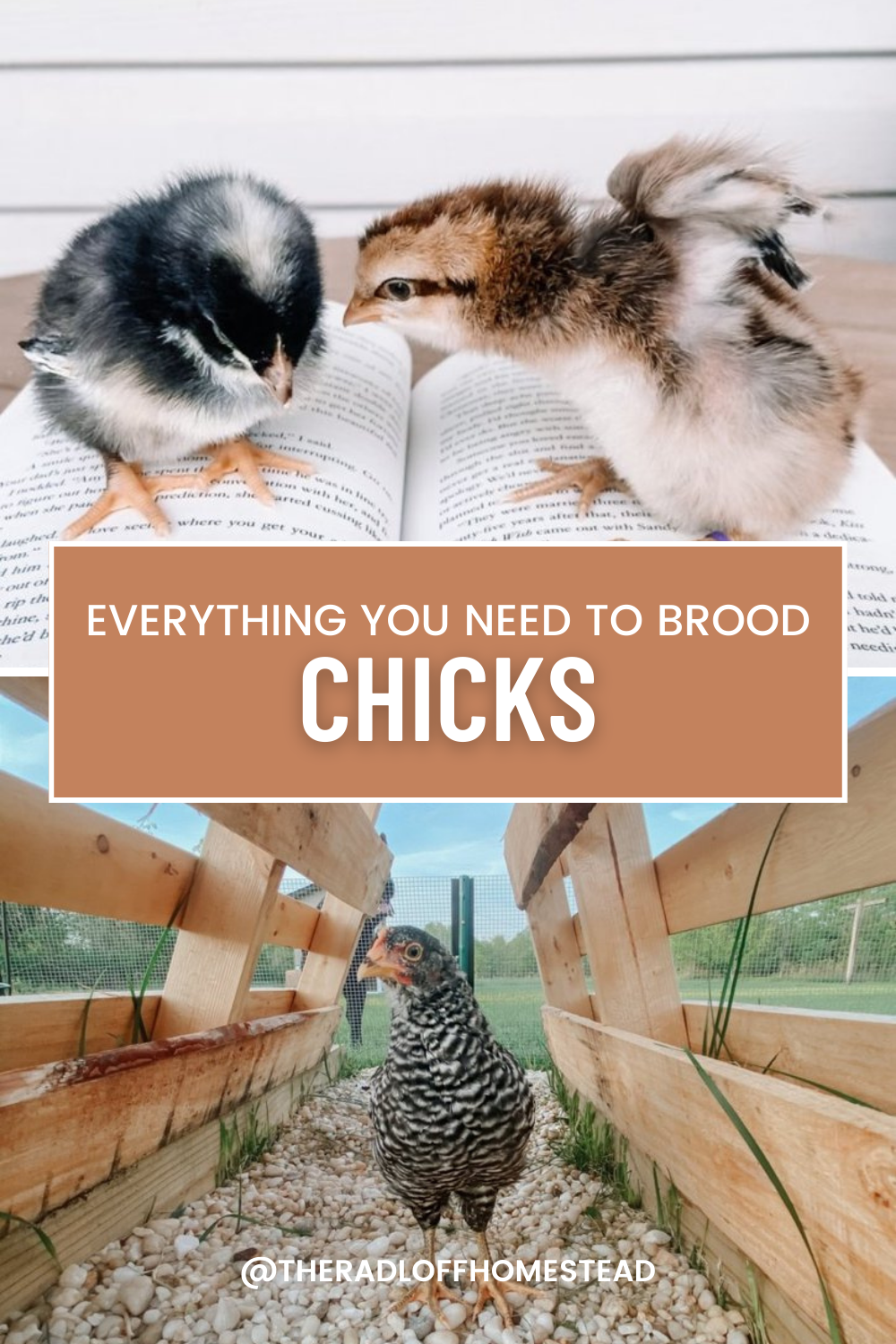 9 Items You Need to Brood Chicks This Spring