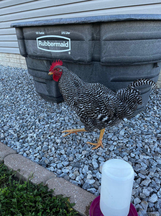 (No) Roosters on the Homestead