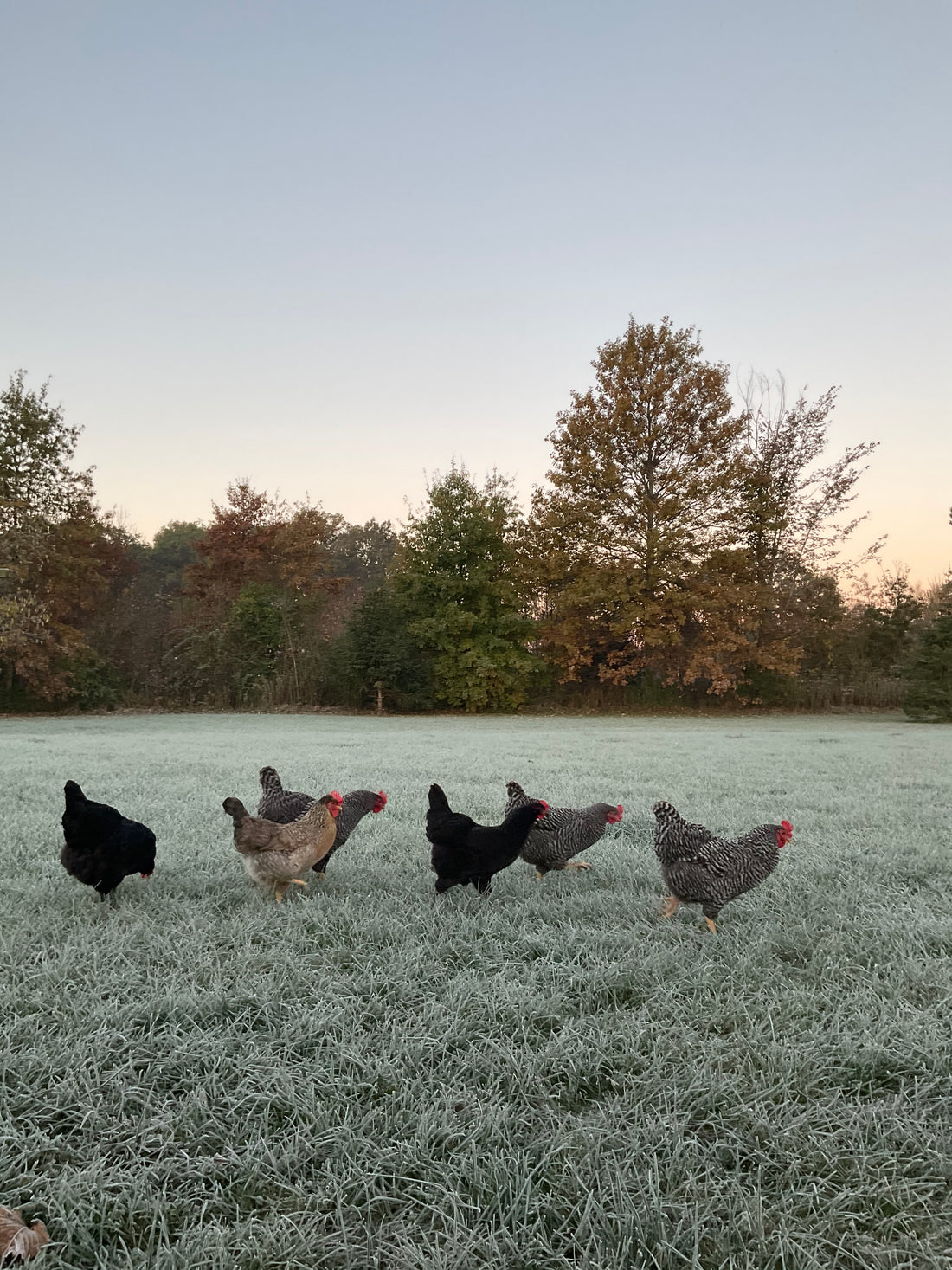 chickens in the winter