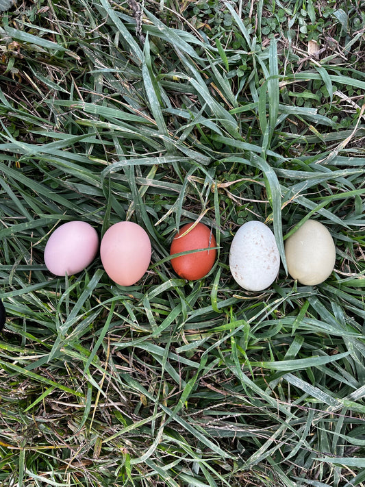 Chicken Breeds on the Homestead