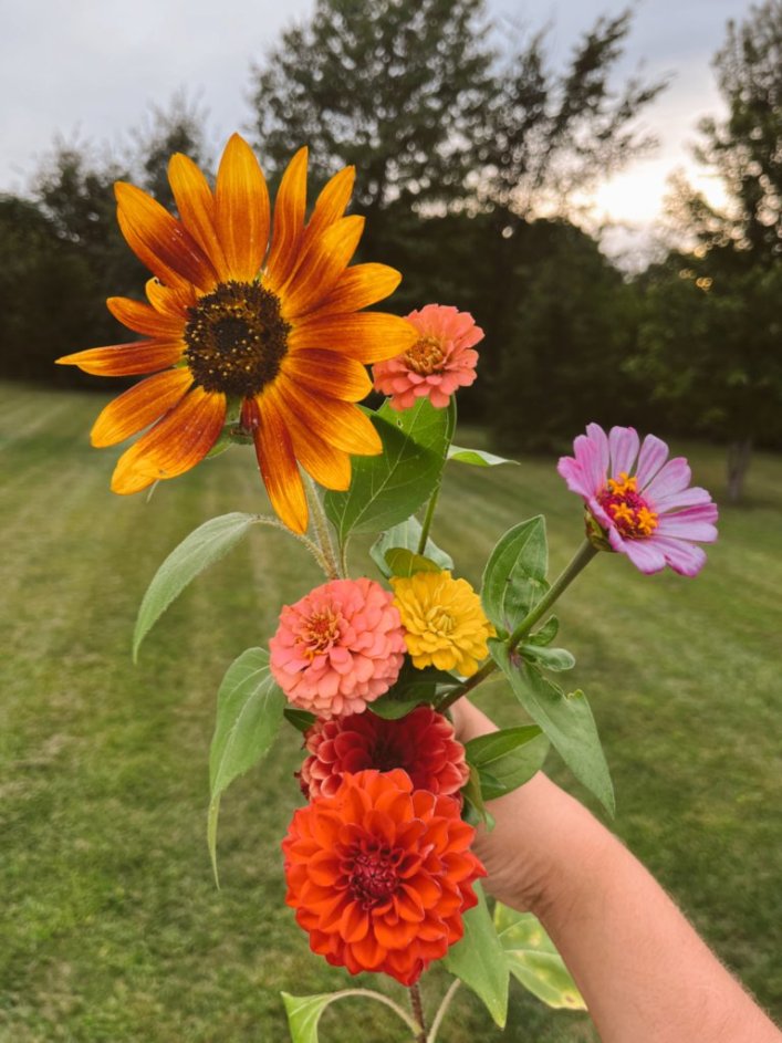 Our First Year Experimenting With Cut Flowers