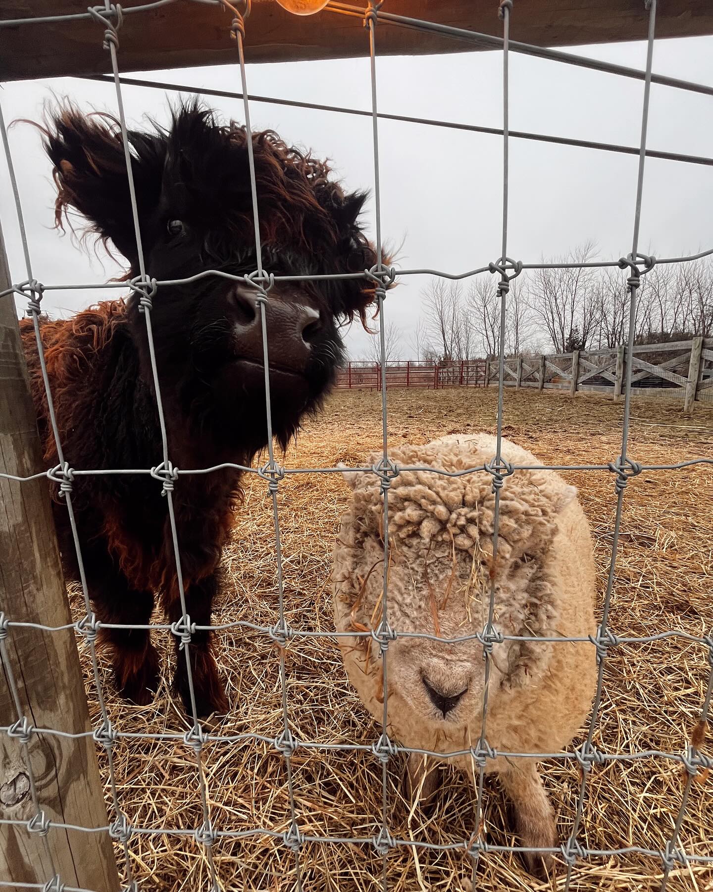 GALENTINES Sourdough 101 @ Mojica Family Farm - February 11th
