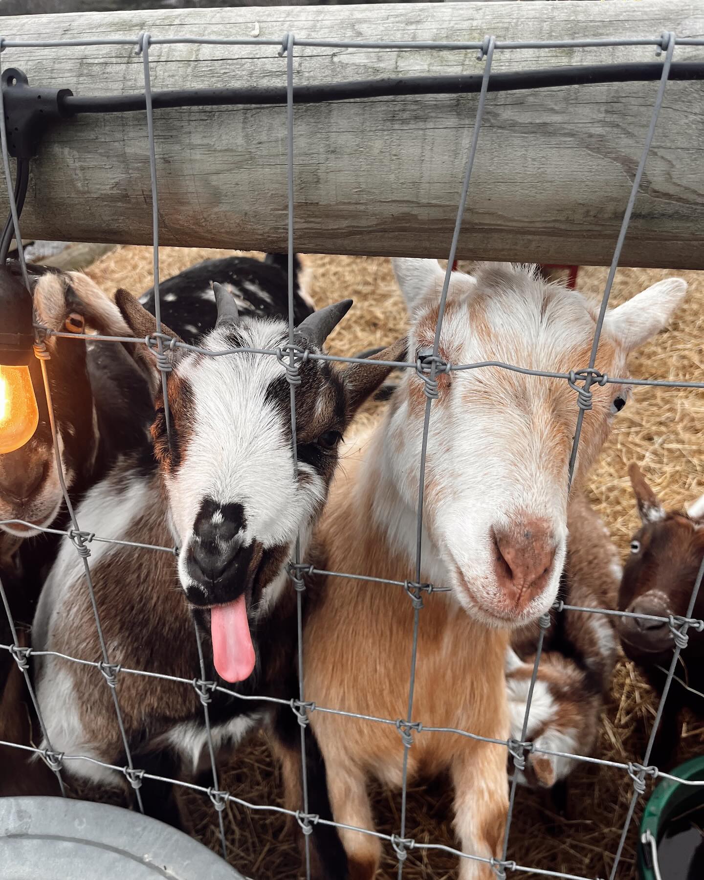 GALENTINES Sourdough 101 @ Mojica Family Farm - February 11th