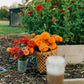 Bucket of Blooms